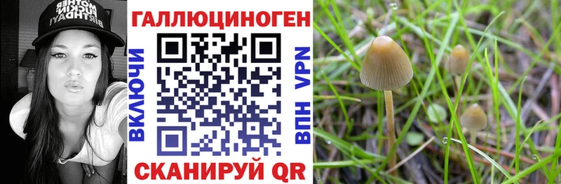 Псилоцибиновые грибы Cubensis Никольское